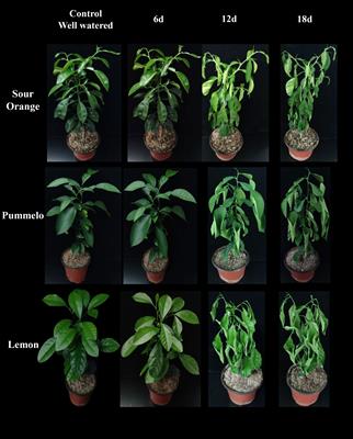 LC-MS/MS-based metabolomics approach identified novel antioxidant flavonoids associated with drought tolerance in citrus species